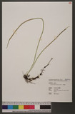 Drymotaenium miyoshianum Makino Gu
