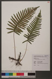 Polypodium raishanense Rosenst. js