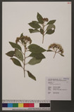 Pluchea carolinensis (Jacq.) G. Don