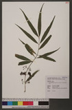 Callicarpa hypoleucophylla W. F. Lin & J. L. Wang �白杜虹花