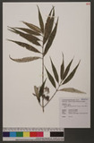Callicarpa hypoleucophylla W. F. Lin & J. L. Wang �白杜虹花