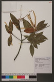Castanopsis fargesii Franchet