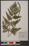 Dryopteris sordidipes Tagawa 