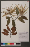 Castanopsis fargesii Franchet