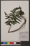 Lindsaea chienii Ching 󳮾