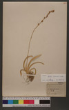 Aletris formosana (Hayata) Sasaki OW