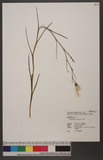 Dendrobium crumenatum Sw. 