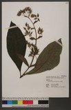 Trichodesma calycosum Collett & Hemsl. ļ
