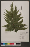 Pteris setuloso-costulata Hayata 