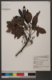 Daphniphyllum oldhamii (Hemsl.) Rosenthal