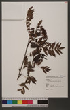 Sorbus randaiensis (Hayata) Koidz. rj