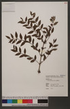 Coriaria intermedia Matsum. OW