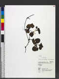 Rubus pectinellus Maxim. 븰H