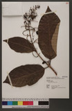 Gmelina arborea Roxb. ex Sm.