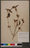 Dicliptera chinensis (L.) Juss. ؤEYl