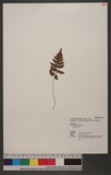 Dryopteris costalisora Tagawa ప