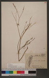 Cryptotaenia japonica Hassk. n