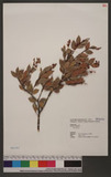 Vaccinium wrightii A. Gray var. formosanum (Hayata) H. L. Li OWjV