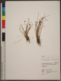 Juncus triflorus Ohwi ɤsO߯