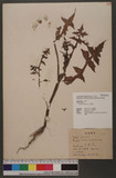 Sonchus oleraceus L. W