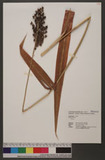 Sorghum bicolor (L.) Moench. 