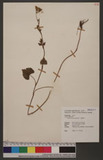Pimpinella diversifolia DC. T