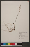 Ainsliaea sp.