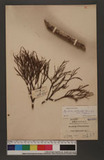 Aspidixia articulata (Burm. f.) Van Teighem RUH