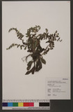 Thyrocarpus sampso...