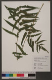 Cyclosorus aridus (D. Don) Tagawa Kp