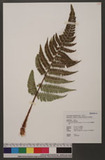 Dryopteris championii (Benth.) C. Chr. ex Ching 