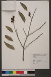 Diospyros eriantha Champ. ex Benth. nU
