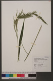 Setaria palmifolia (J. Konig) Stapf ĸ