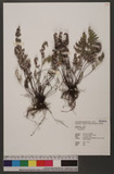 Cheilanthes sp.