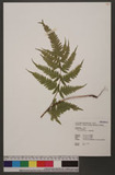 Pteris dispar Kunze ѯ