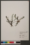 Cheilanthes chusana Hook. ӸH̿