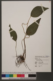 Cheiropleuria integrifolia (D. C. Eaton ex Hook.) M. Kato, Y. Yatabe, Sahashi & N. Murak. P