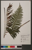 Plagiogyria stenoptera (Hance) Diels էνF