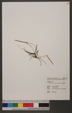 Thrixspermum formosanum (Hayata) Schltr. OW