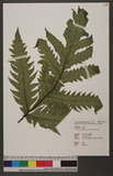 Tectaria yunnanensis (Bak.) Ching nTe