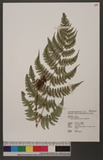 Dryopteris hypophlebia Hayata `s