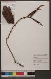 Trichoglottis rosea (Lindl.) Ames var. breviracema (Hayata) Liu & Su 