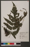 Tectaria fuscipes (Wall. ex Bedd.) C. Chr. ̪Fؤ