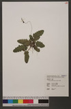 Tectaria zeylanica...