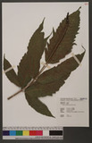 Tectaria polymorpha (Wall. ex Hook.) Copel. nTe