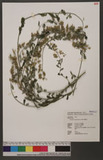 Crotalaria albida Heyne ex Roth 響鈴豆