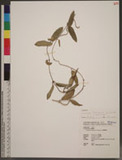 Cynanchum formosanum (Maxim.) Hemsl. ex Forbes & Hemsl. OW֮