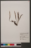Pyrrosia porosa (C...