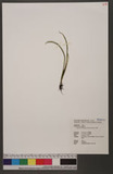 Lepisorus thunberg...