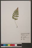 Dryopteris costalisora Tagawa ప